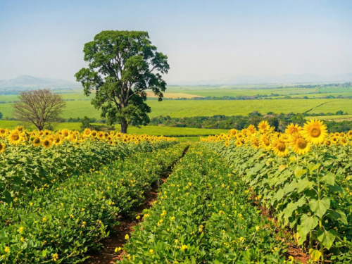 Pure & Uncompromised